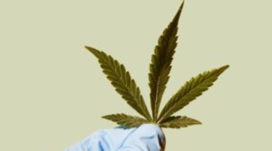 MPs call for cannabis reform during debate